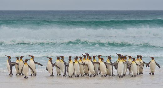 Wildlife of the Falkland Islands