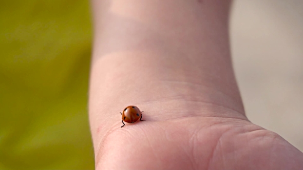 Lady Bug On Girl Hands