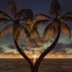 Palm Trees At Sunset - VideoHive Item for Sale