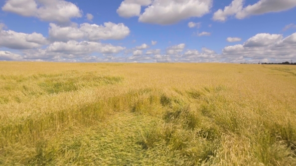 Aerial View Of Golden Wheat Field alt