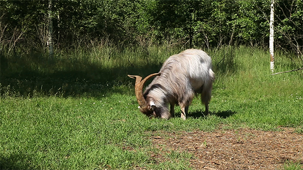 Horned Goat Grazing 