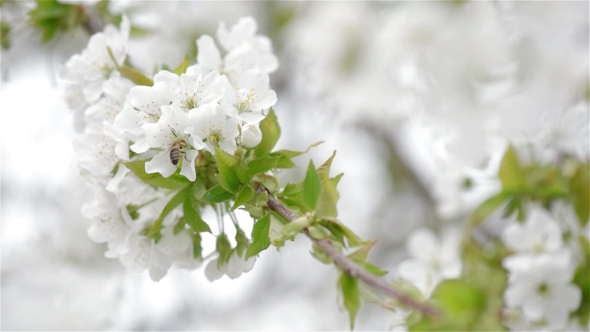 Cherry Flowers alt
