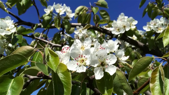 Pear Flowers