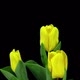 Time-lapse growing yellow tulip in a pot - VideoHive Item for Sale