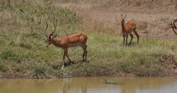 Impala, aepyceros melampus, Group standing at Waherhole, Nairobi Park in Kenya, Real Time 4K alt