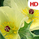 Flower In Nature 0511 - VideoHive Item for Sale