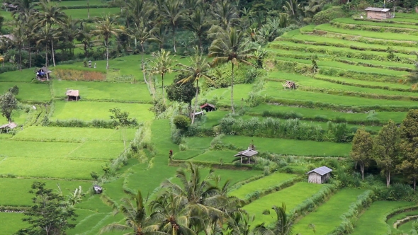 Field Terraces Close To Mount Agung, Bali