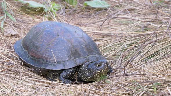 European Pond Turtle Sits in Dry Grass in Deciduous Forest alt