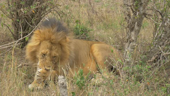Lion cleaning its paw alt