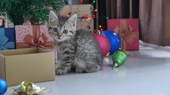 Cute Tabby Kitten Playing In A Gift Box With Christmas Decoration alt
