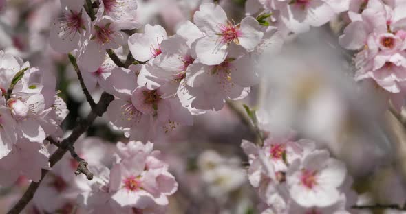 Almond tree during the spring season alt