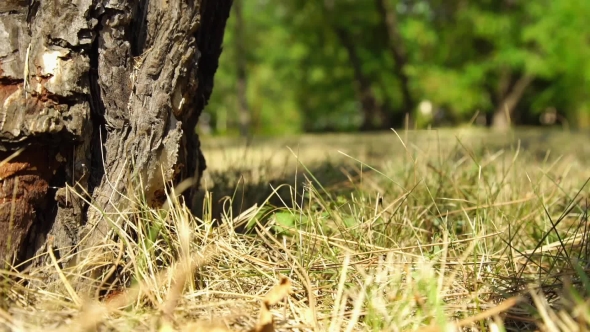 Fir Cone Falls On The Ground In The Forest