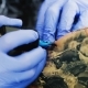 Tattooing On The Body. Tattoo Artist Make Tattoo - VideoHive Item for Sale