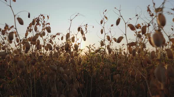 Dry Ripe Beans Chickpeas in a Field alt