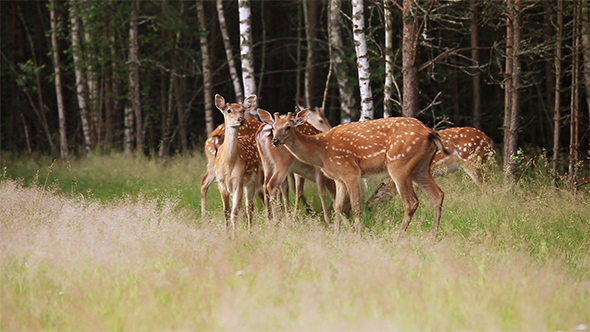Herd of Spotted Deer Grazing