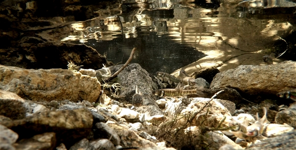 Small Fishes in a River Pool 4 alt