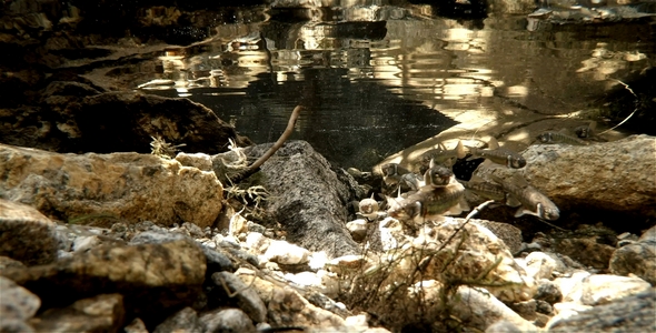 Small Fishes in a River Pool 5 alt