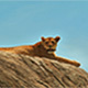 Lion Rock – Lioness Gazing in to the Vast Grassland of the Serengeti! - VideoHive Item for Sale