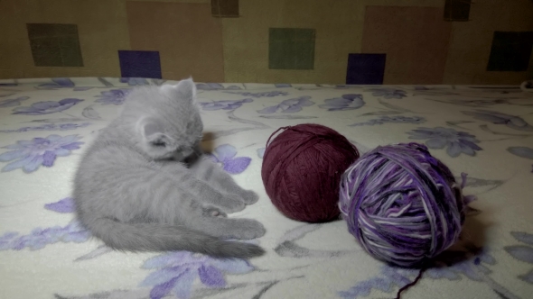 Scotish Fold Young Kittie Plays
