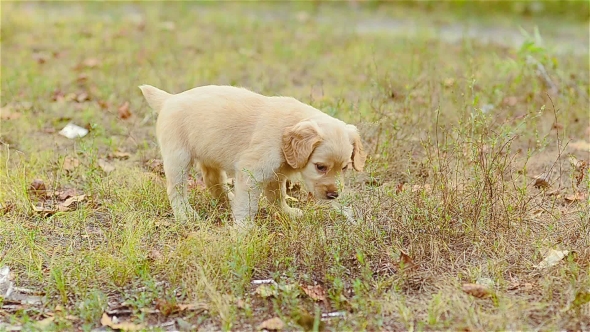 Puppy Bears a Leaf In Teeth alt