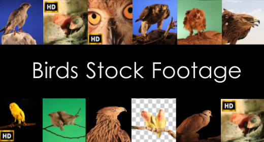 birds stock footage