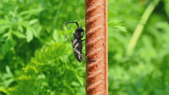 Great Capricorn Beetle (Cerambyx Cerdo) alt