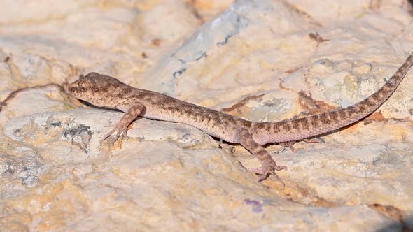 Close Up Cute Small Evenfingered Gecko or Alsophylax Pipiens alt