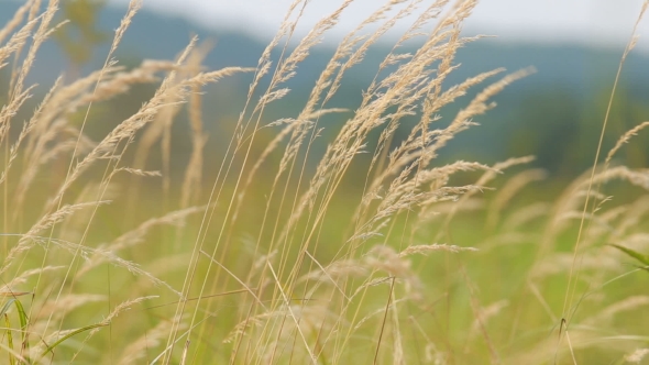 Swaying Grass Field. Herbs Movement Of The Wind, The Colors Of Nature.