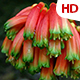 Flower In Nature 0481 - VideoHive Item for Sale