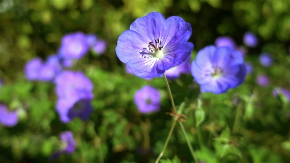 Background Of Blue Flowers