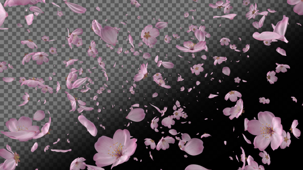 Sakura (Particle Transitions V.4)