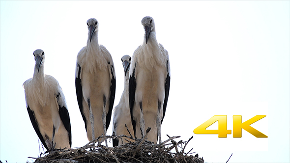 Four Storks In The Nest