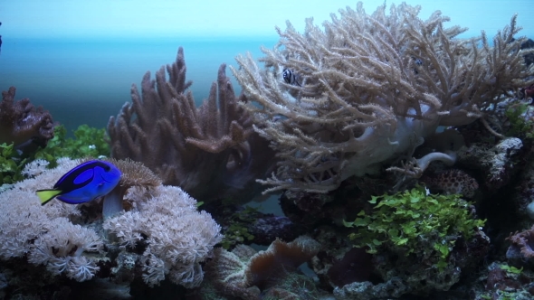 Marine Fauna In The Aquarium