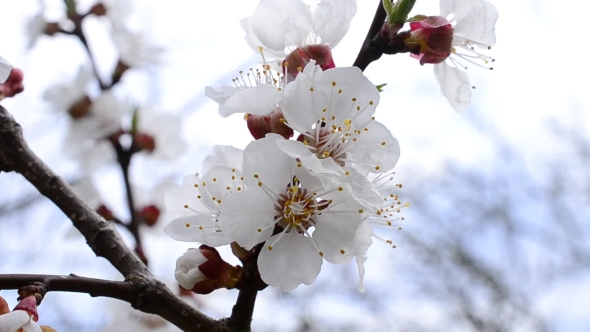 Apricot Tree Blossom Flowers