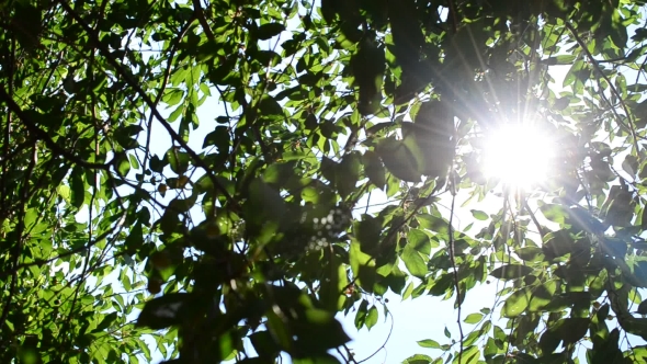 Twinkling Sunshine With Sun Rays Coming Through Green Foliage