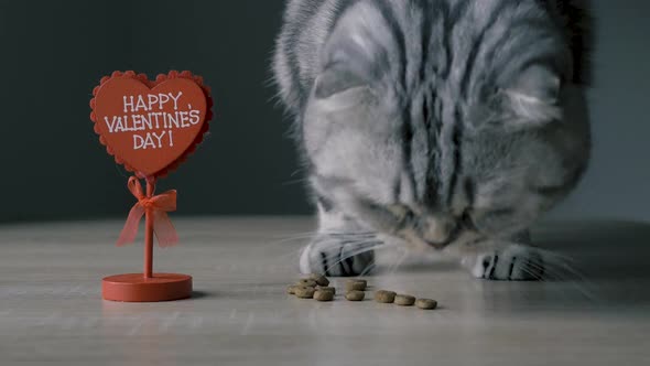 Valentine’s day background. British Cat Eating from kitchen table Close Up. Scottish fold. Pets food alt
