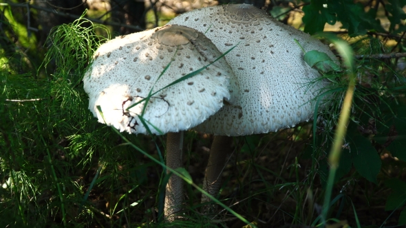 Summer  Of Mushrooms
