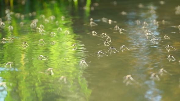 Water Striders and Water, on the Water Surface