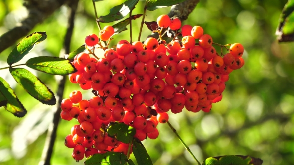 Bunch Of Rowan Berries .