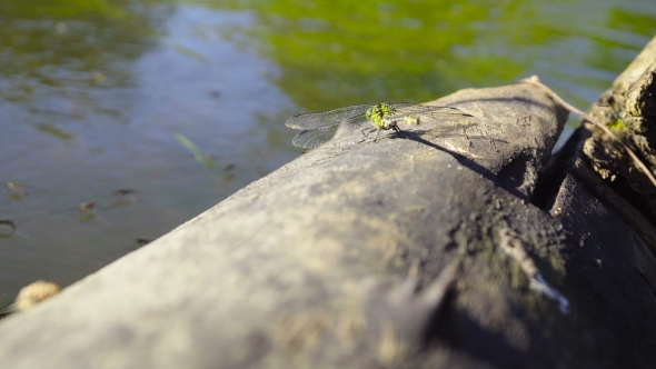Large Dragonfly Sits On a Log Near The Water