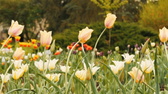 Field Of Blooming Different Color Tulips