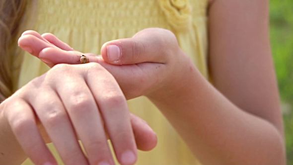 Lady Bug On Girl Hands