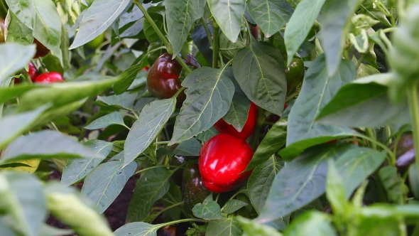 Red Bell Peppers In The Garden