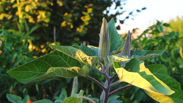 Datura Unopened Flower Bud alt