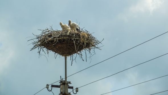 Storks Are Sitting In a Nest On a Pillar.  alt