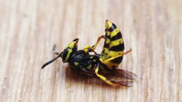 Dying Wasp On The Floor, Stock Footage | VideoHive