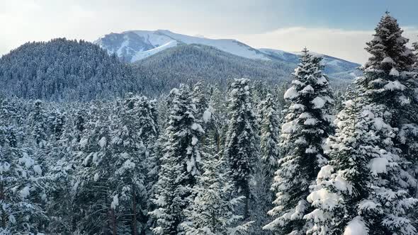 Beautiful snow scene forest in winter. Flying over of pine trees covered with snow. alt
