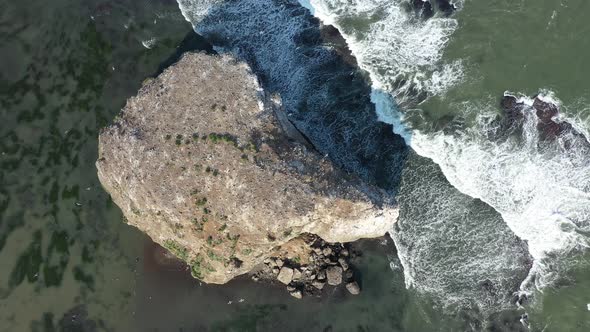 Seabirds Nesting on Small island in Tikhaya Bay. Sakhalin Island, Russia.