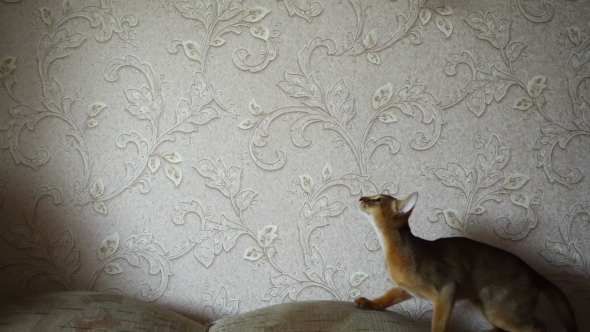 Abyssinian Kitten Playing alt