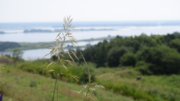 Meadow Grass Panicle On Background Of River Dnepr